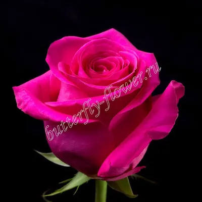 Фотообои Пурпурная роза на стену. Купить фотообои Пурпурная роза в  интернет-магазине WallArt