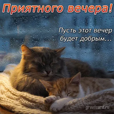 Пусть Вечер Будет Добрым И Спокойным ✨ Хорошего Вечера Открытка #shorts -  YouTube