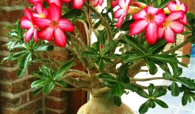 Адениум (Пустынная Роза): уход в домашних условиях, выращивание из семян,  пересадка цветка, обрезка и формирование кроны, в том числе бонсай, сорта и  фото