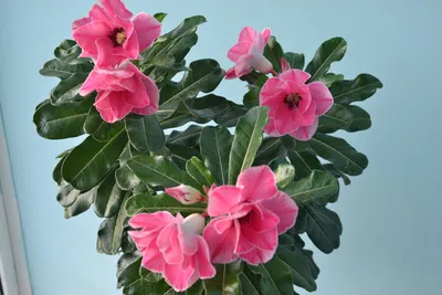 Адениум тучный - выращивание и уход за пустынной розой :: myPlants