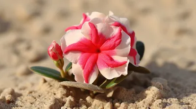 Роза пустыни (поставщики Adenium Obesum - Роза пустыни (Adenium Obesum  оптом - PLANT FUN)