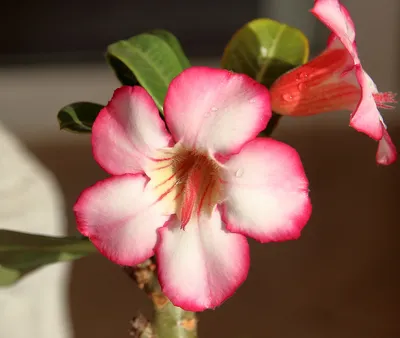 Пустынная Роза или Азалея цветут розовый цветок в саду Стоковое Фото -  изображение насчитывающей пинк, бутика: 157305460