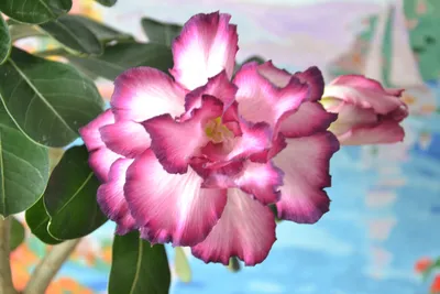 Пустынная роза Акварель, цветной …» — создано в Шедевруме