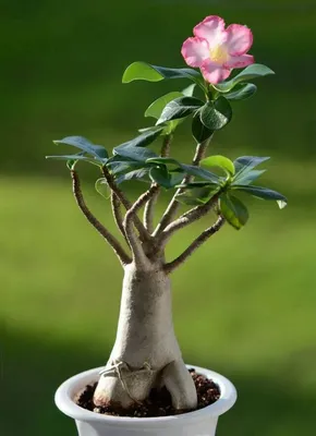 Адениум - пустынная роза: фото, рекомендации по уходу | flori-da.ru