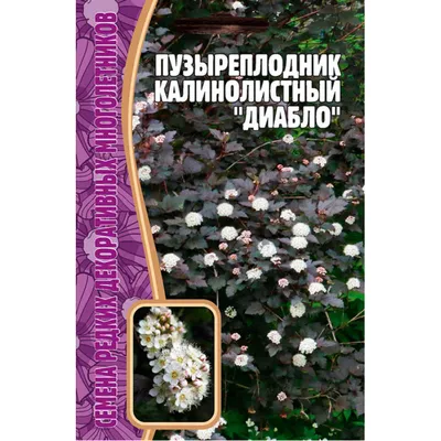 Пузыреплодник калинолистный «Диабло», С3/80-100 см по цене 320 ₽/шт. купить  в Москве в интернет-магазине Леруа Мерлен