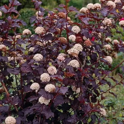 Пузыреплодник калинолистный Ред Барон (Physocarpus opulifolius Red Baron )