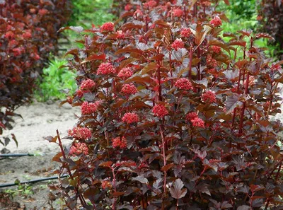 Пузыреплодник калинолистный (Physocarpus opulifolius `Little Angel`) -  Пузыреплодник калинолистный - Кустарники - Каталог - LESKOVO-PITOMNIK.ru
