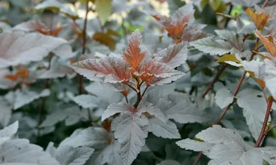Пузыреплодник калинолистный Диабло (Physocarpus opulifolius Diablo Dor)