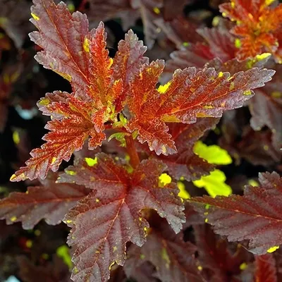 Купить Пузыреплодник Диабло ДиОрPhysocarpus opulifolius Diabolo D'or - в  питомнике Флорини