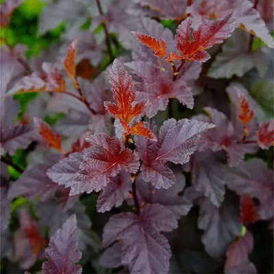Пузыреплодник калинолистный \"Lady in Red\" | Euro-plant