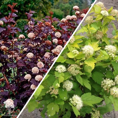 Пузыреплодник калинолистный Леди ин Ред Physocarpus opulifolius Lady in Red  - купить декоративные и хвойные растения с доставкой по Украине в магазине  Добродар