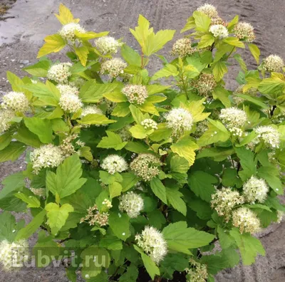 Пузыреплодник калинолистный: яркие сорта|GreenMarket