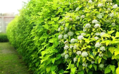 Пузыреплодник кал. \"Диабало\" 100 см. С3 — купить в WePlants в Анапе