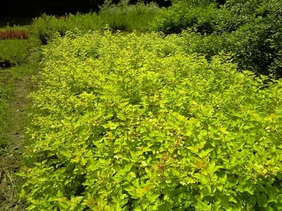 Пузыреплодник калинолистный (Physocarpus opulifolius) «Diabolo» -  «Дьявольски красив и чертовски привлекателен этот Диаболо!» | отзывы