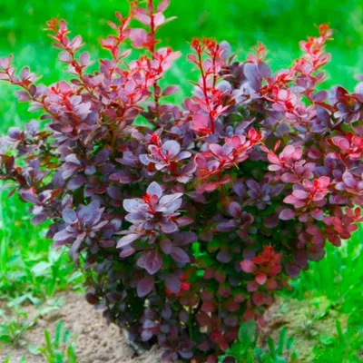 Пузыреплодник (Physocarpus) - PictureThis