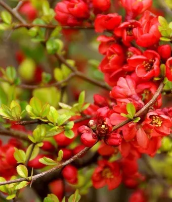Саженцы Форзиции купить в Алматы цветущий кустарник питомник растений  PLANTS в Казахстане