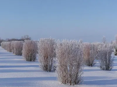 Пузыреплодник зимой фото