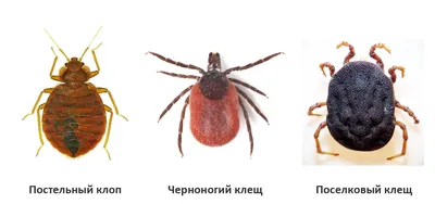 Самый противный тест-драйв: кто живёт у вас дома?