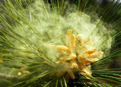 Купить Сосновая Пыльца (Pinus Pollen, Pinus, пыльца Сосны) в интернет  магазине PsiTown, мы доставим Сосновая Пыльца (Pinus Pollen, Pinus, пыльца  Сосны) в любую точку России и Планеты