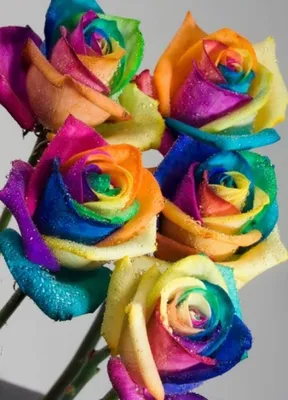 101 радужная роза в букете | Радужные розы, Розы, Доставка цветов
