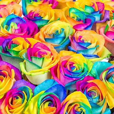 Купить Радужные розы в Краснодаре - доставка роз от магазина КОФЕЦВЕТЫ