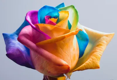 Купить букет из радужных роз в шляпной коробке недорого в Перми