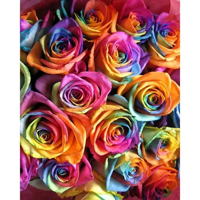 Купить Розы радужные в Омске за 220 руб. | Быстрая доставка цветов