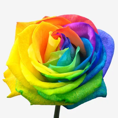 Радужные розы купить в Омске с доставкой - заказать букет разноцветных роз  недорого