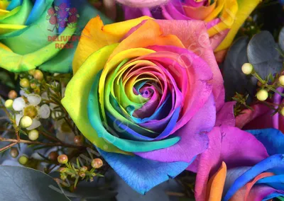 Купить радужные розы поштучно недорого в Дзержинске