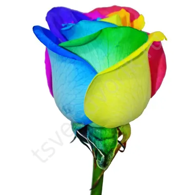 Радужные розы в коробке купить по цене 7850 рублей в Хабаровске — интернет  магазин Shop Flower.