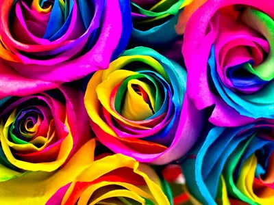 Розы радужные 101 шт арт.7200 - Просто роза ру — купить в интернет-магазине  по низкой цене на Яндекс Маркете