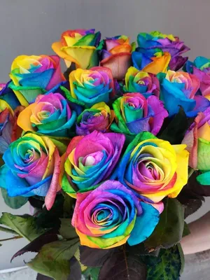 Алан Тотров on X: \"Радужные розы - самые необычные цветы  https://t.co/IOVIaVAX5R #розы #цветы #радужныерозы #красивыецветы  #необычныецветы #радуга https://t.co/8iMrBfxWQF\" / X