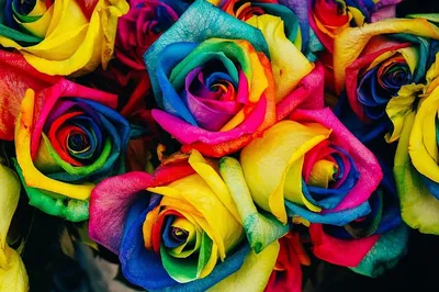 Радужные розы с окантовкой (сердце) от 51 шт. за 20 390 руб. | Бесплатная  доставка цветов по Москве
