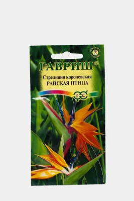 Стрелиция Райская птица (семена,цветы) купить по цене 249 ₽ в  интернет-магазине KazanExpress