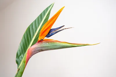 Райская птица цветка Heliconia Стоковое Изображение - изображение  насчитывающей пуща, листво: 34215089
