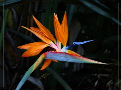 Strelitzia Reginae Цветок Райская Птица Журавлиный Цветок Изолированная  Экзотика Ботаническая Иллюстрация — стоковая векторная графика и другие  изображения на тему Без людей - iStock