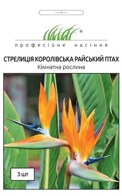Райская Птица Цветок Стрелиция Королевская — стоковые фотографии и другие  картинки Без людей - Без людей, Весна, Время года - iStock