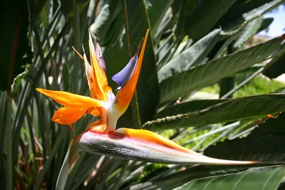 Bird of paradise' flower | цветок \"Райская птица\" Strelitzi… | Flickr