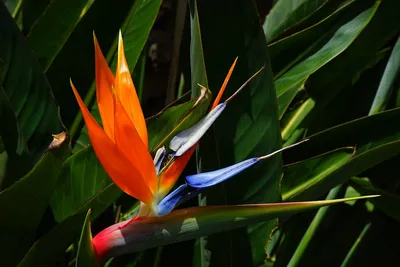 Райская птица, цветок Reginae Strelitzia экзотический тропический на Ла  Palma Стоковое Изображение - изображение насчитывающей листья,  флористическо: 32699555