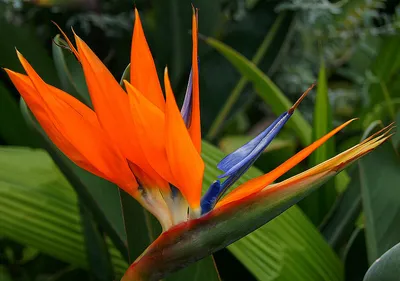 Райская птица, цветок крана, Strelitzia изолированный на белизне  Иллюстрация штока - иллюстрации насчитывающей сад, экзотическо: 145945372