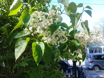 Клещевина Райское дерево купить, отзывы, фото, доставка - Совместные  покупки в Калининграде и области