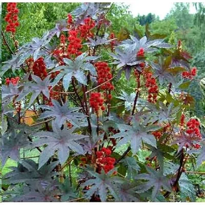 Изображение Розовые Цветы На Райское Яблоко Дерево Malus Floribunda —  стоковые фотографии и другие картинки 2015 - iStock