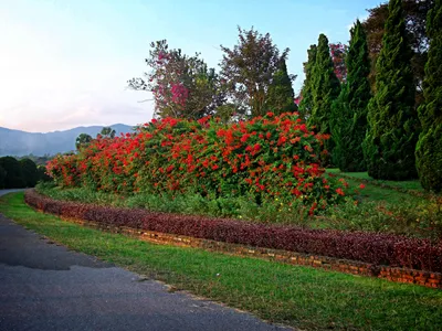 Изображение Розовые Цветы На Райское Яблоко Дерево Malus Floribunda —  стоковые фотографии и другие картинки 2015 - iStock