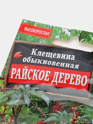 Райское дерево, Цветы и подарки в Москве, купить по цене 6800 RUB,  Композиции из цветов в Мир цветов с доставкой | Flowwow