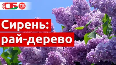 В закарпатских садах и на улицах манит прохожих целебное «райское дерево»  (ФОТО) | Голос Карпат