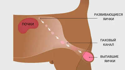 Крипторхизм у собак и котов: виды, фото, последствия и лечение