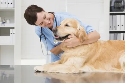 Крипторхизм у собак: в каком возрасте у щенков опускаются яички? | Dog  Breeds | Дзен