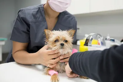 Почему моя собака так много писает после стерилизации? — ModernVet