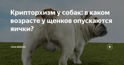 Плюсы и минусы кастрации собак - стоит ли проводить операцию