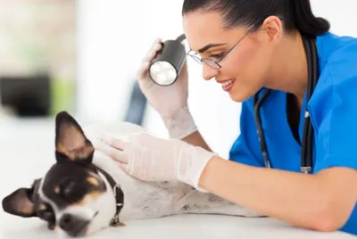 https://journal.tinkoff.ru/dog-castration/